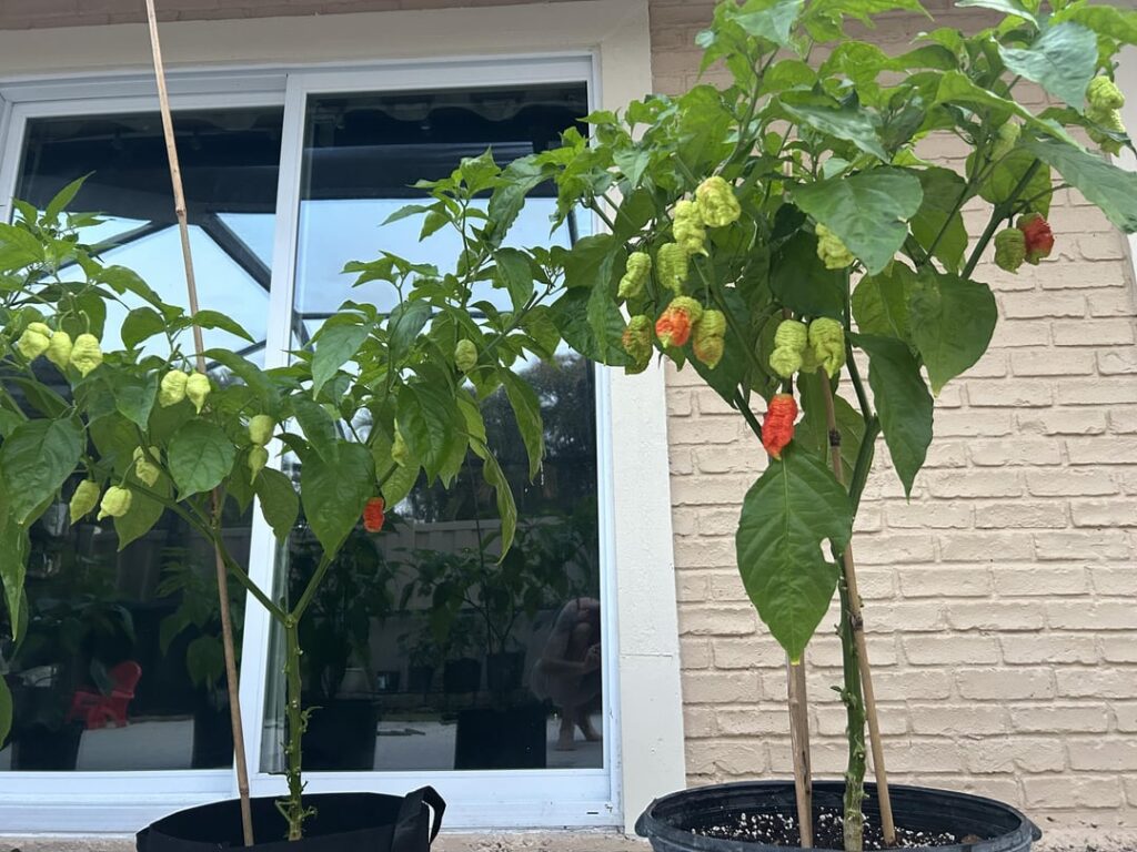 Got some color finally!