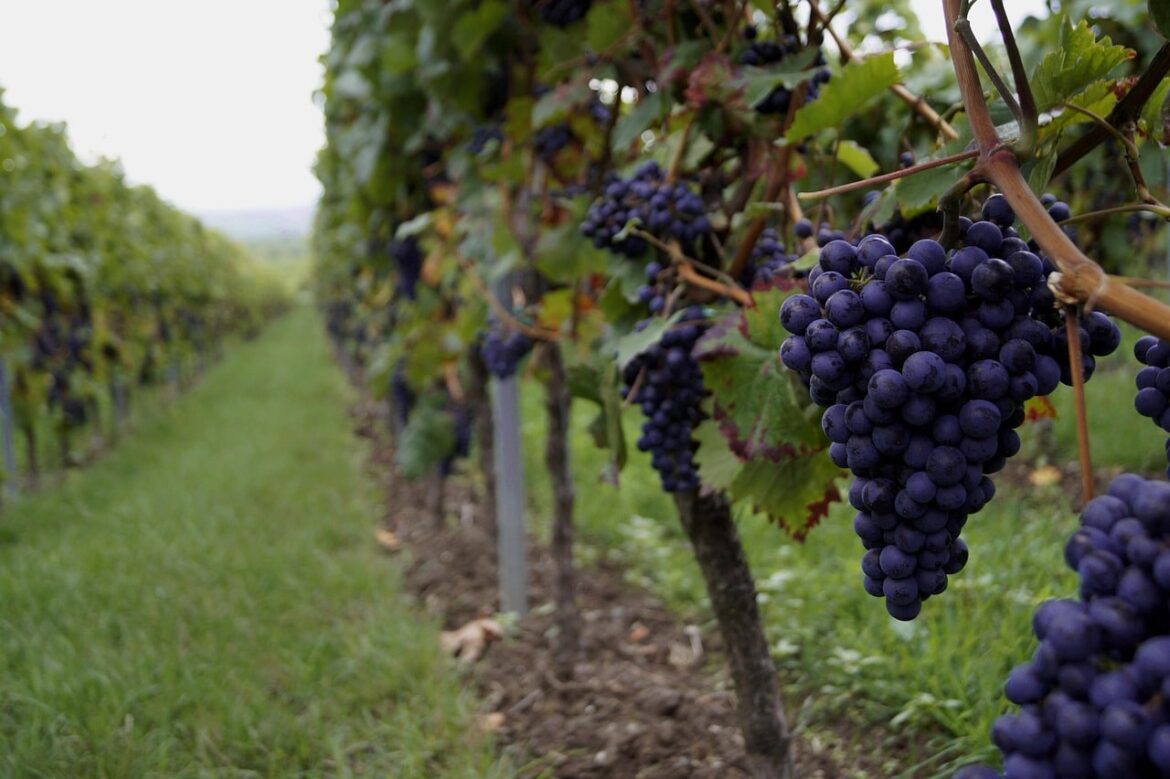 Italians Spent Thousands of Years Perfecting Grape Cultivation Italians Spent Thousands of Years Perfecting Grape Cultivation