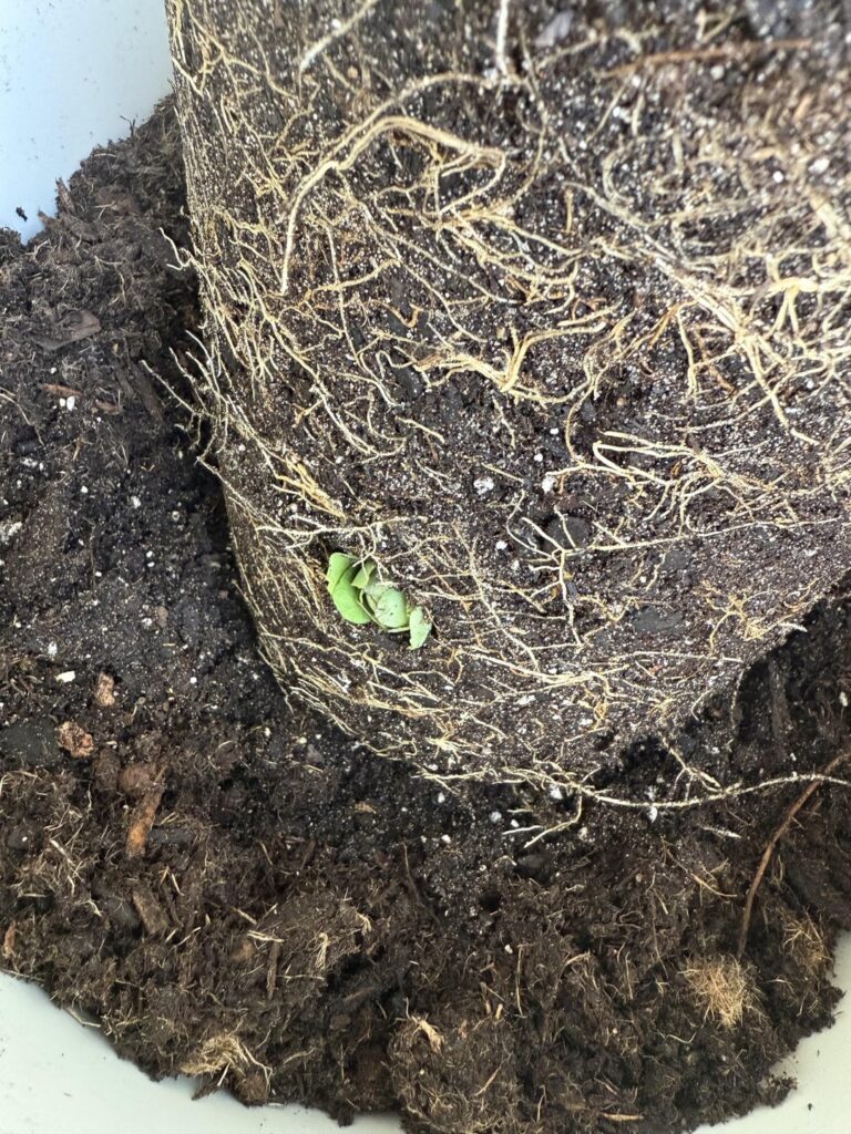 What in the world was growing in my pepper’s roots?
