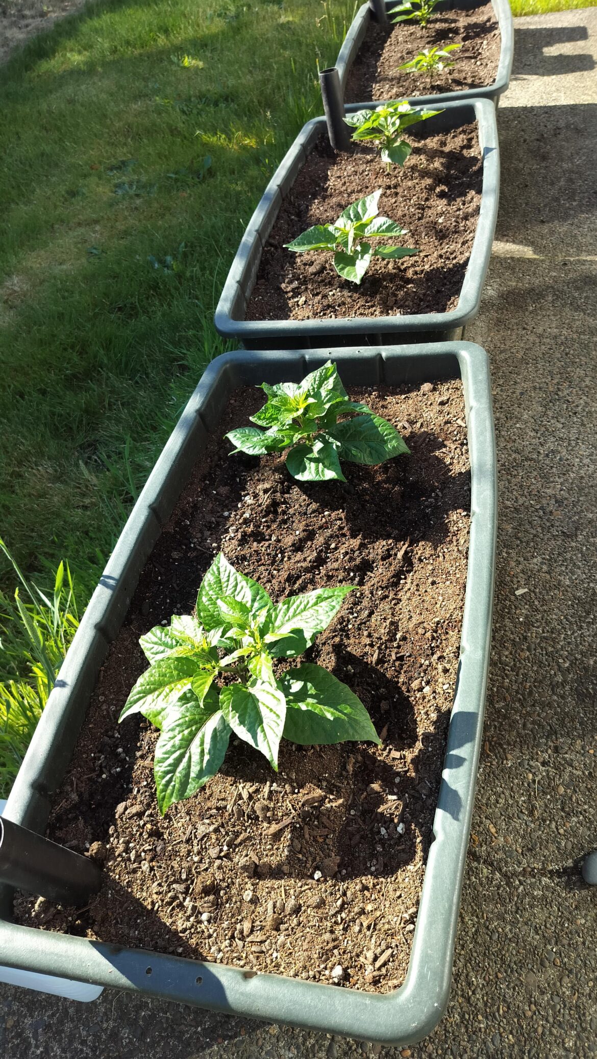 Anyone else growing in self wicking containers this year?