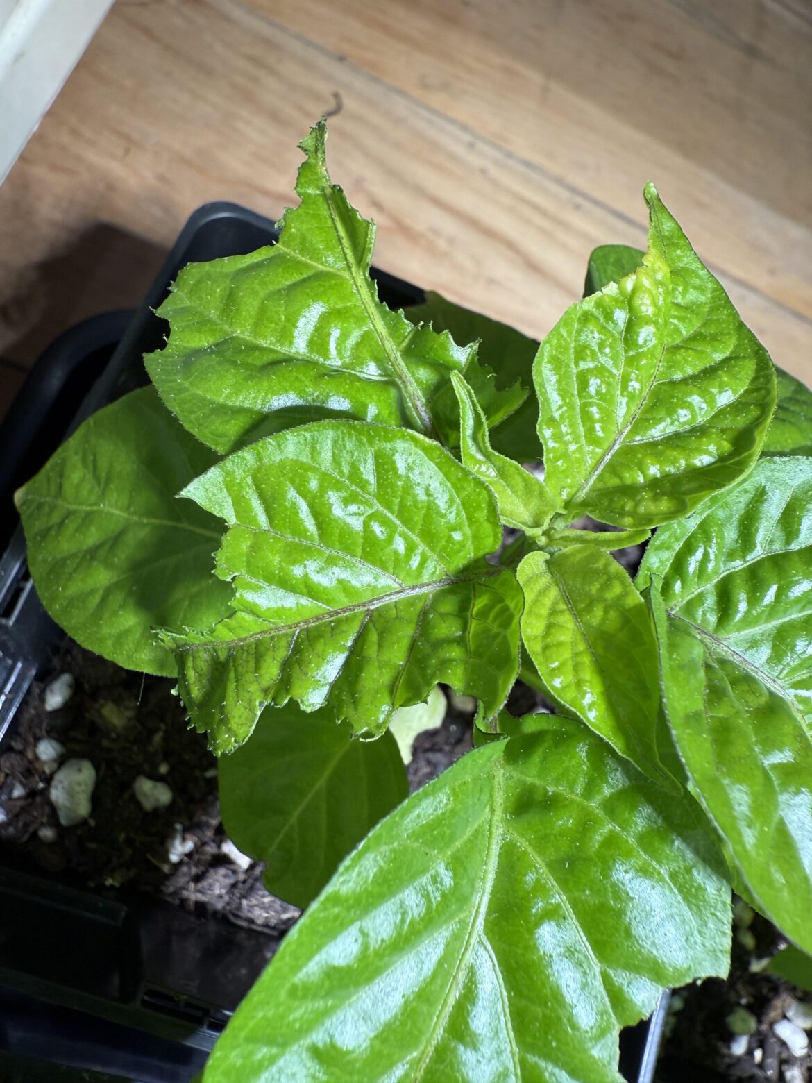 Baffled on what’s doing this