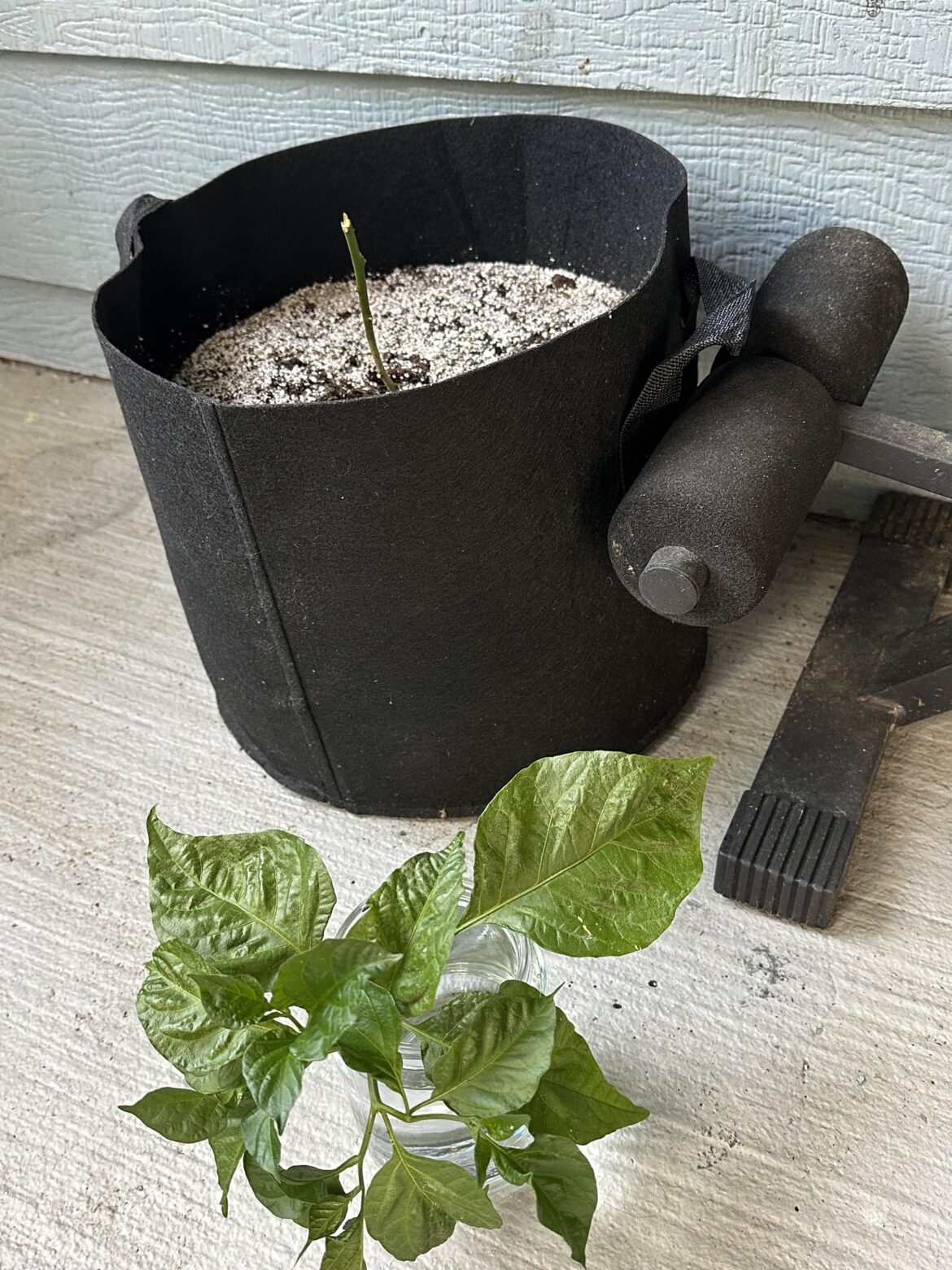 Something fell on my plant, any hope?