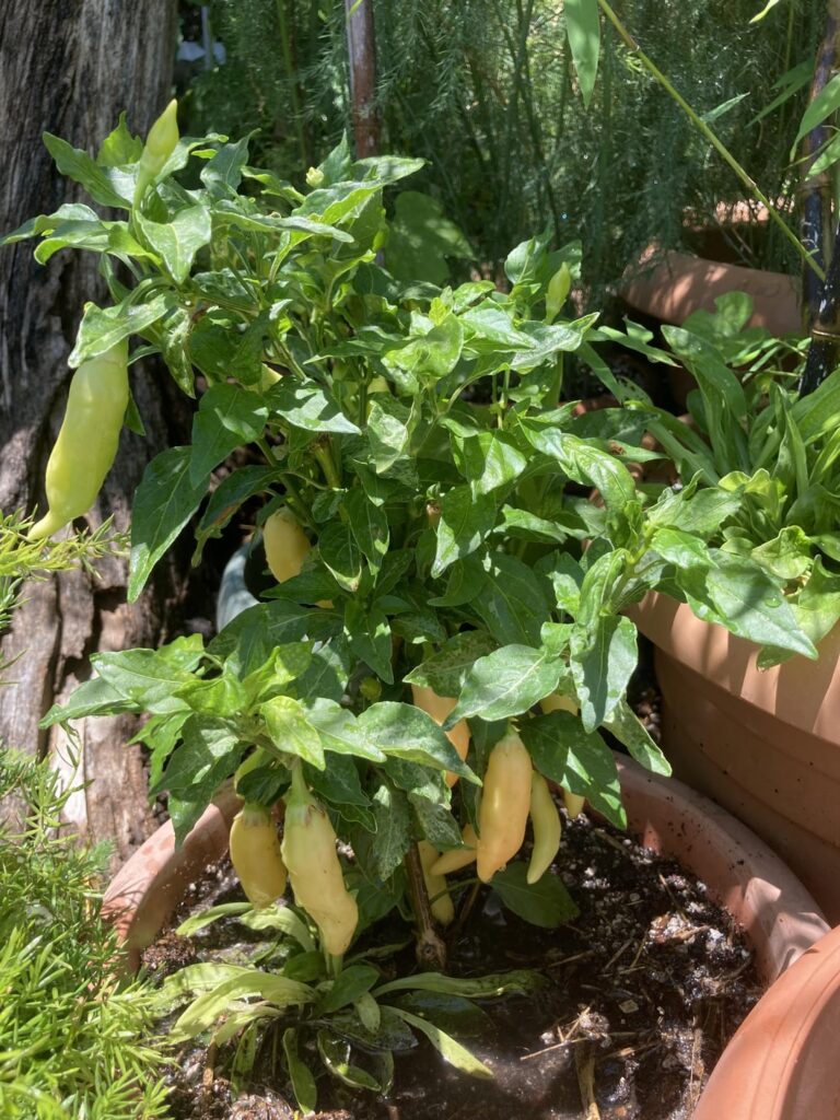 Sugar Rush Peach 🍑 - 2nd Year: PEACH 🍑 COLOR STARTING