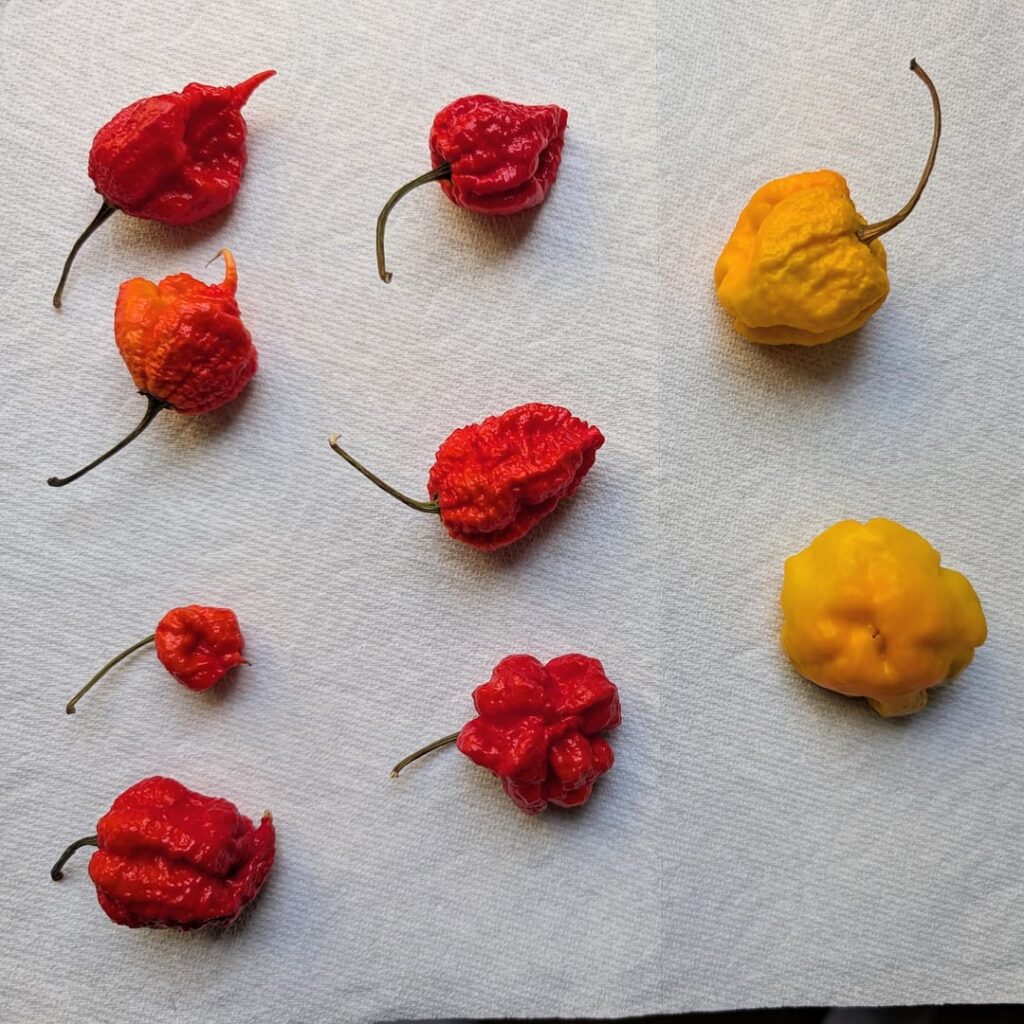 Found at my local grocery, need help with ID