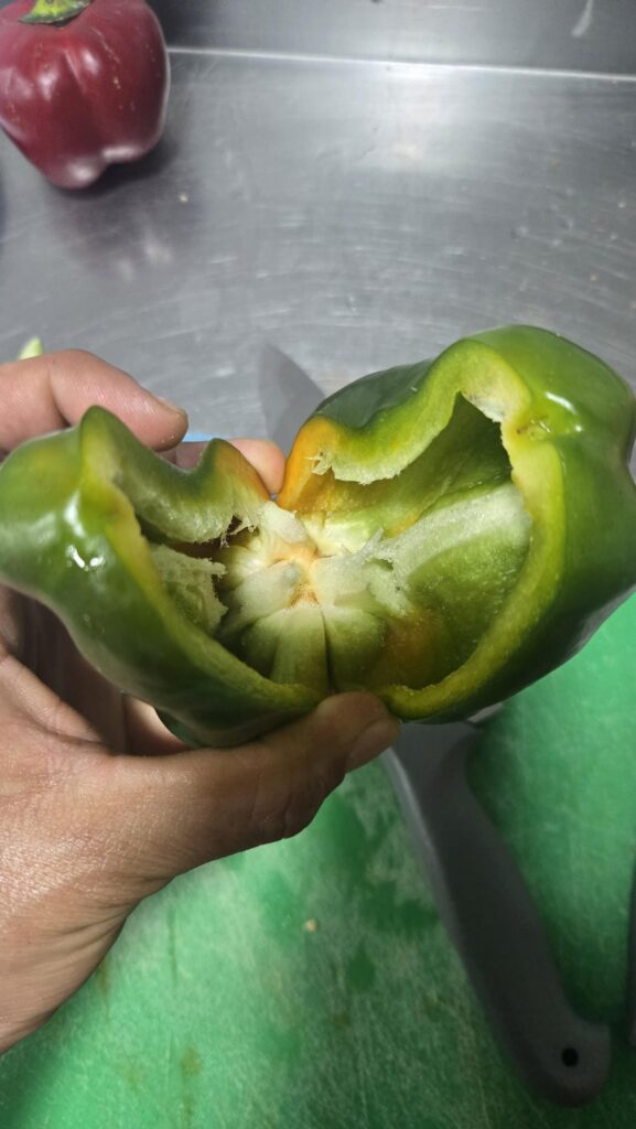 Green peppers were seedless today :(