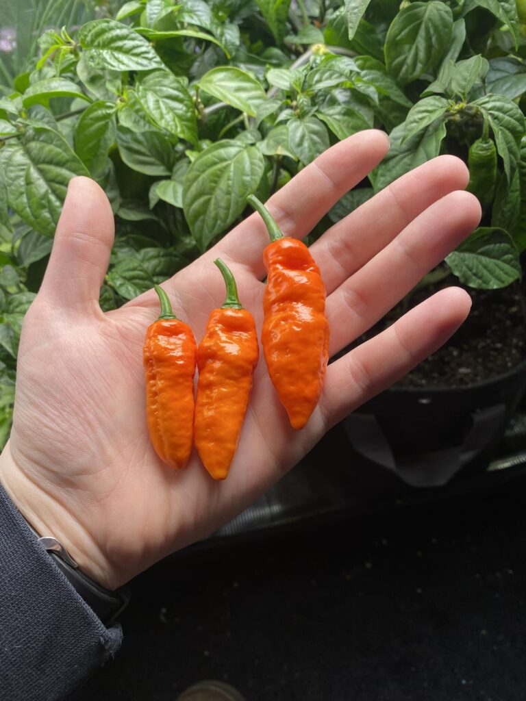 “Peach” Bhuts