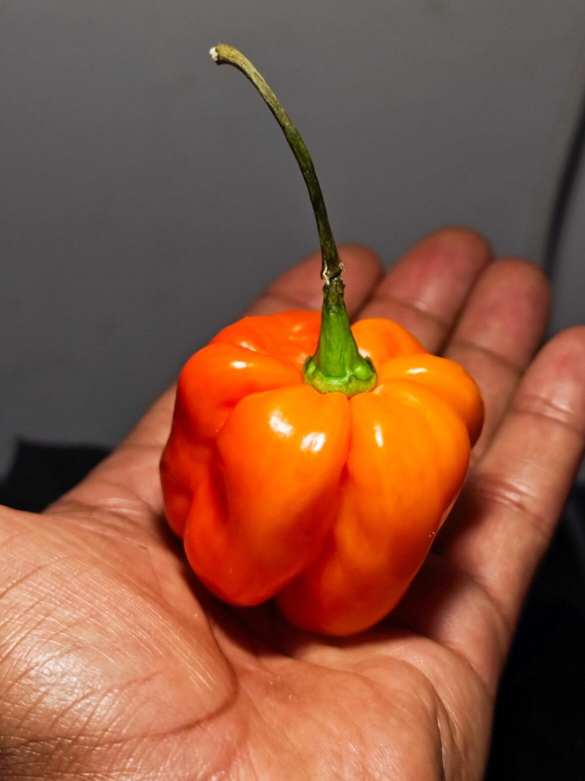 Jamaican Scotch Bonnet