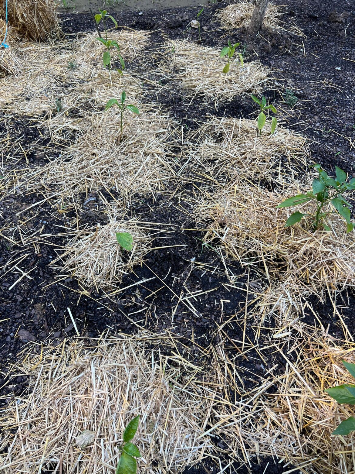 My peppers are stunted and really struggling. Please help My peppers are stunted and really struggling. Please help