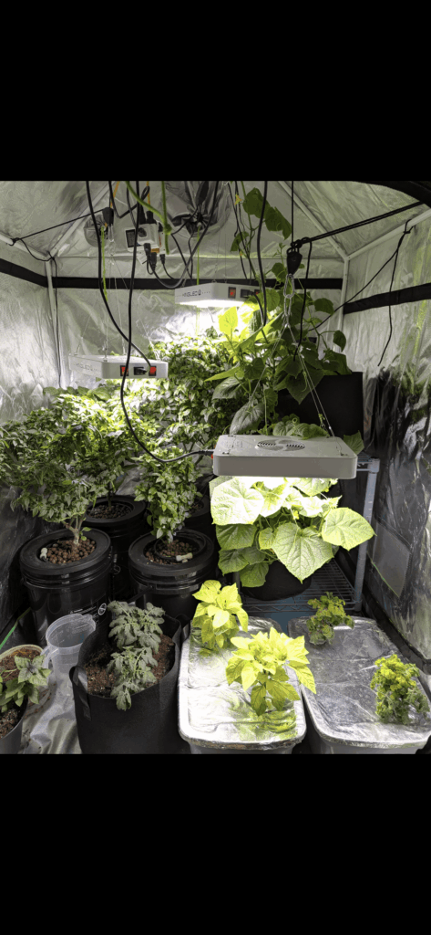 Learning hydroponics and peppers