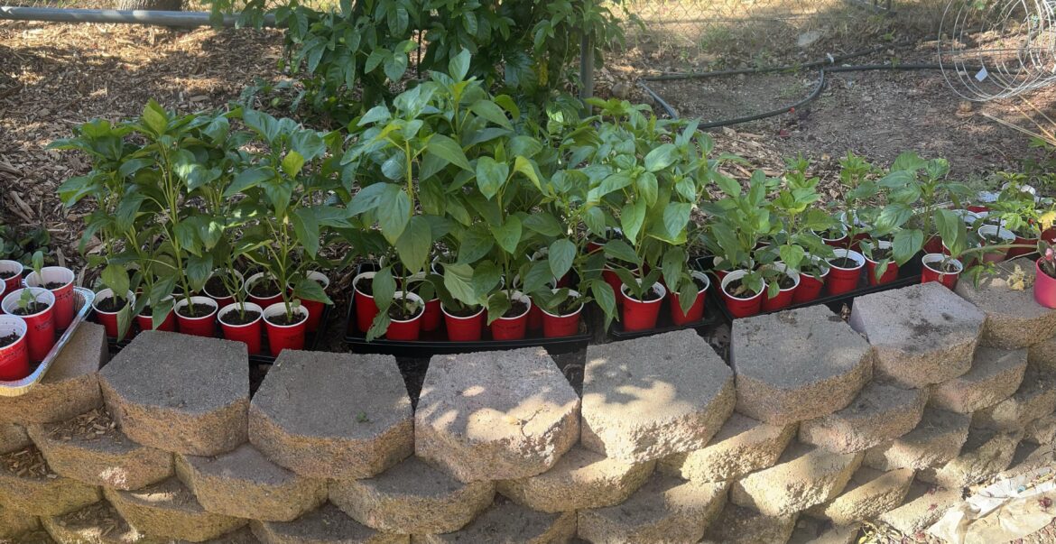 Haven’t had time to plant yet