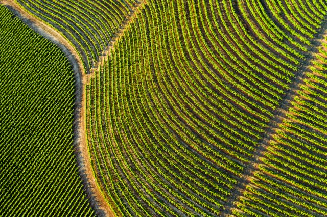 Aerial shot of lush green vineyards in Northern California, US wine country