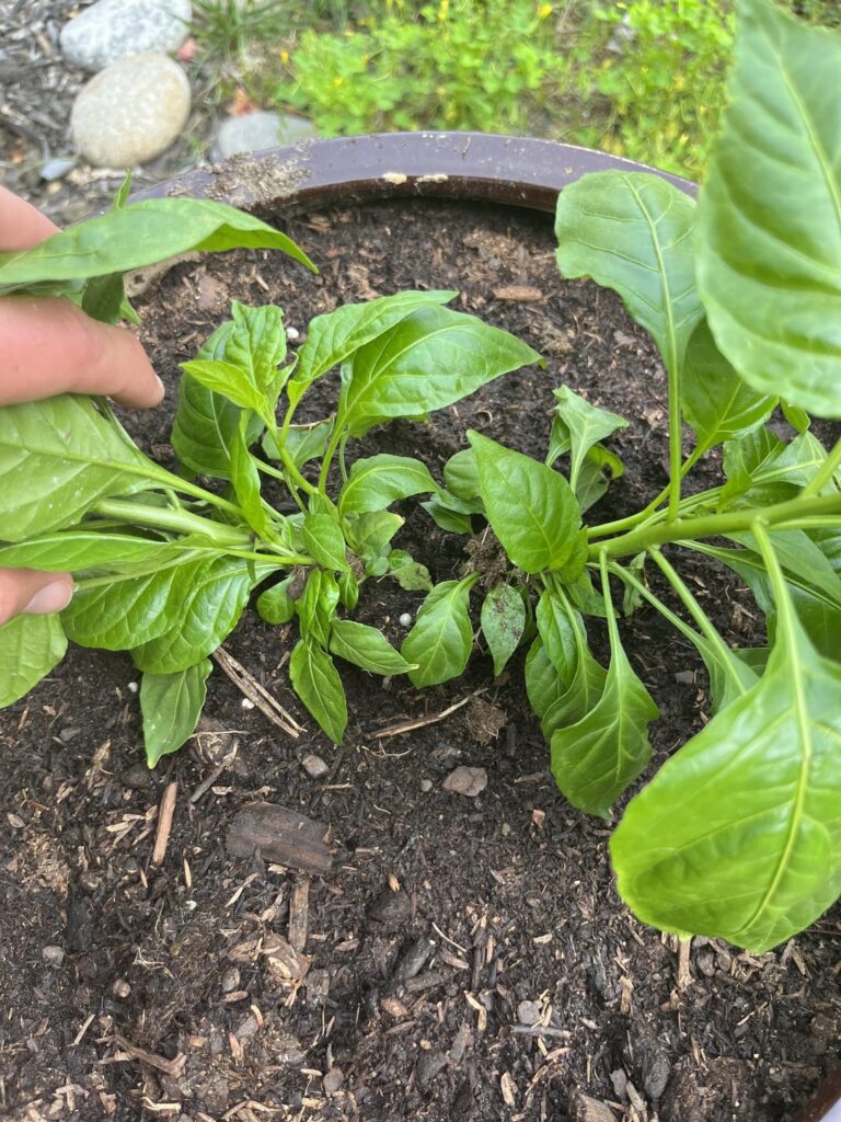 Should I cut/propagate one of these?