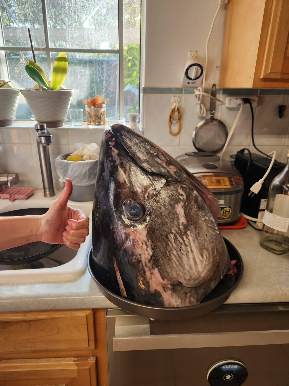 Not a canned sardine but I though fellow fish enjoyers would get a kick out of this