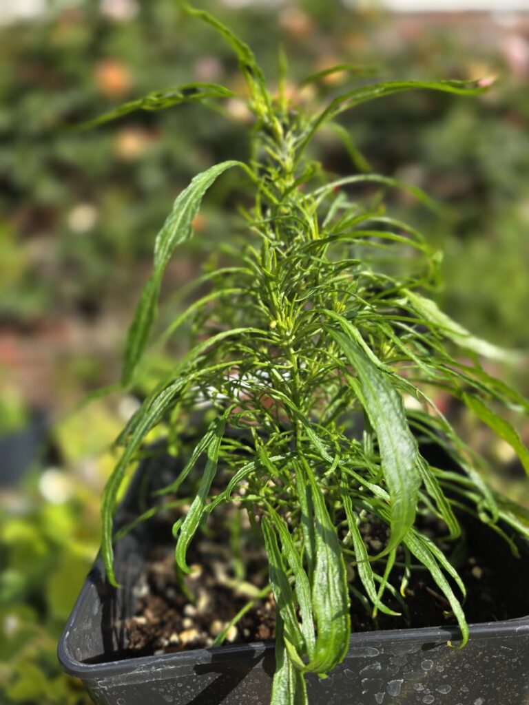 This is the weirdest looking pepper plant I had so far.
