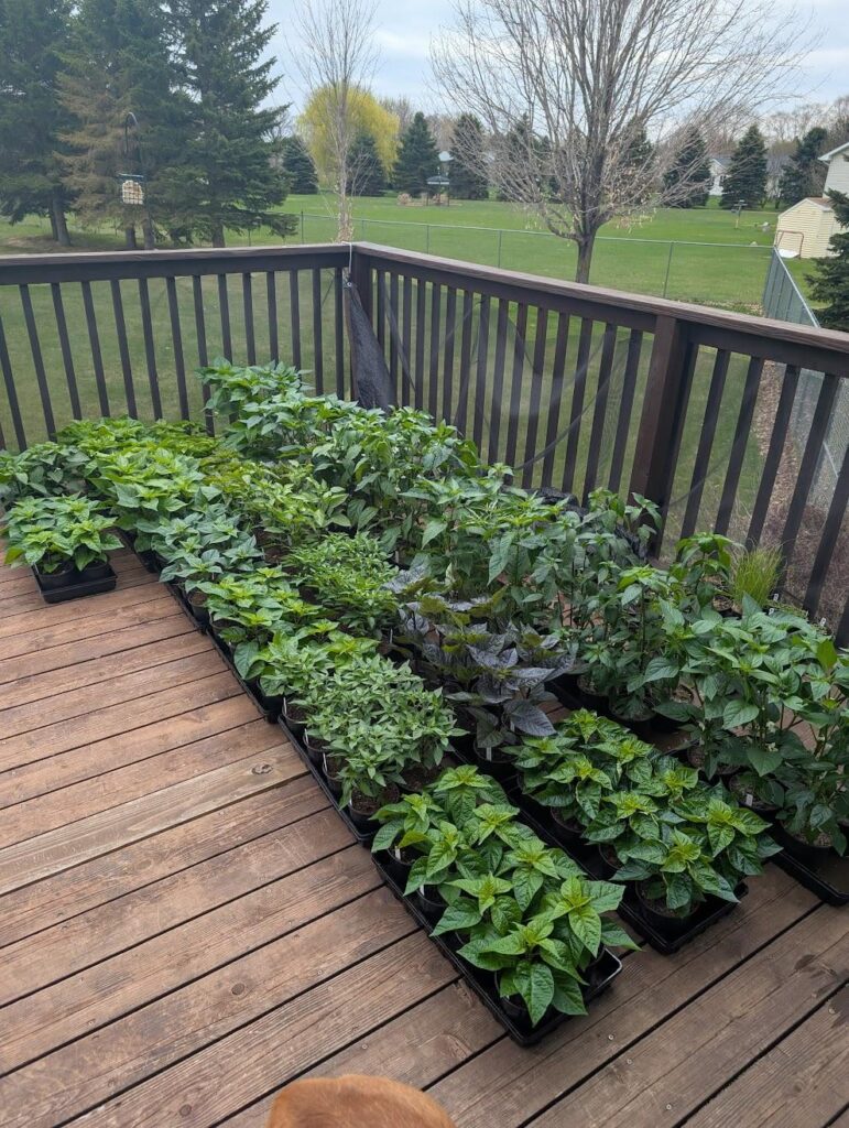 Affordable Cages for Large Amount of Peppers?