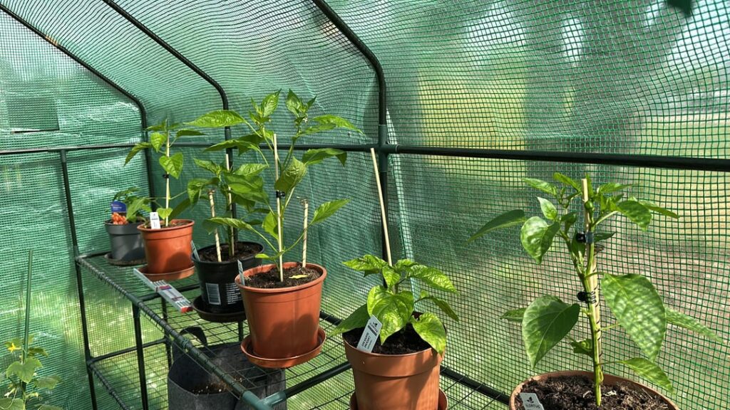 First Year Growing Peppers! 🥳