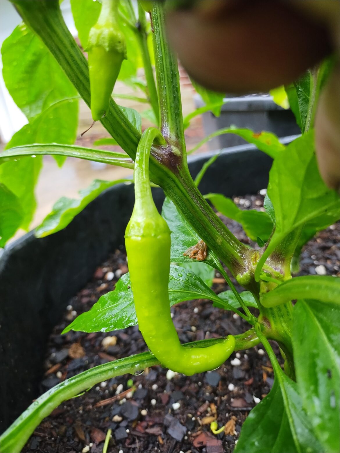 Planted "Tam Jalapeno" from seed, a mild jalapeno variant. I'm almost certain these are banana peppers though.