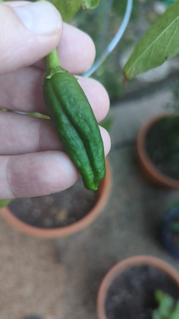 My serranos are wired looking and soft