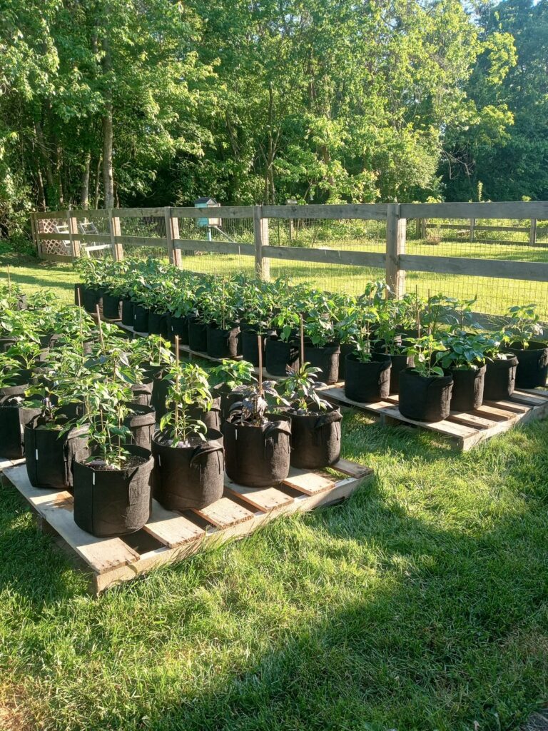 Peppers -N- Pots