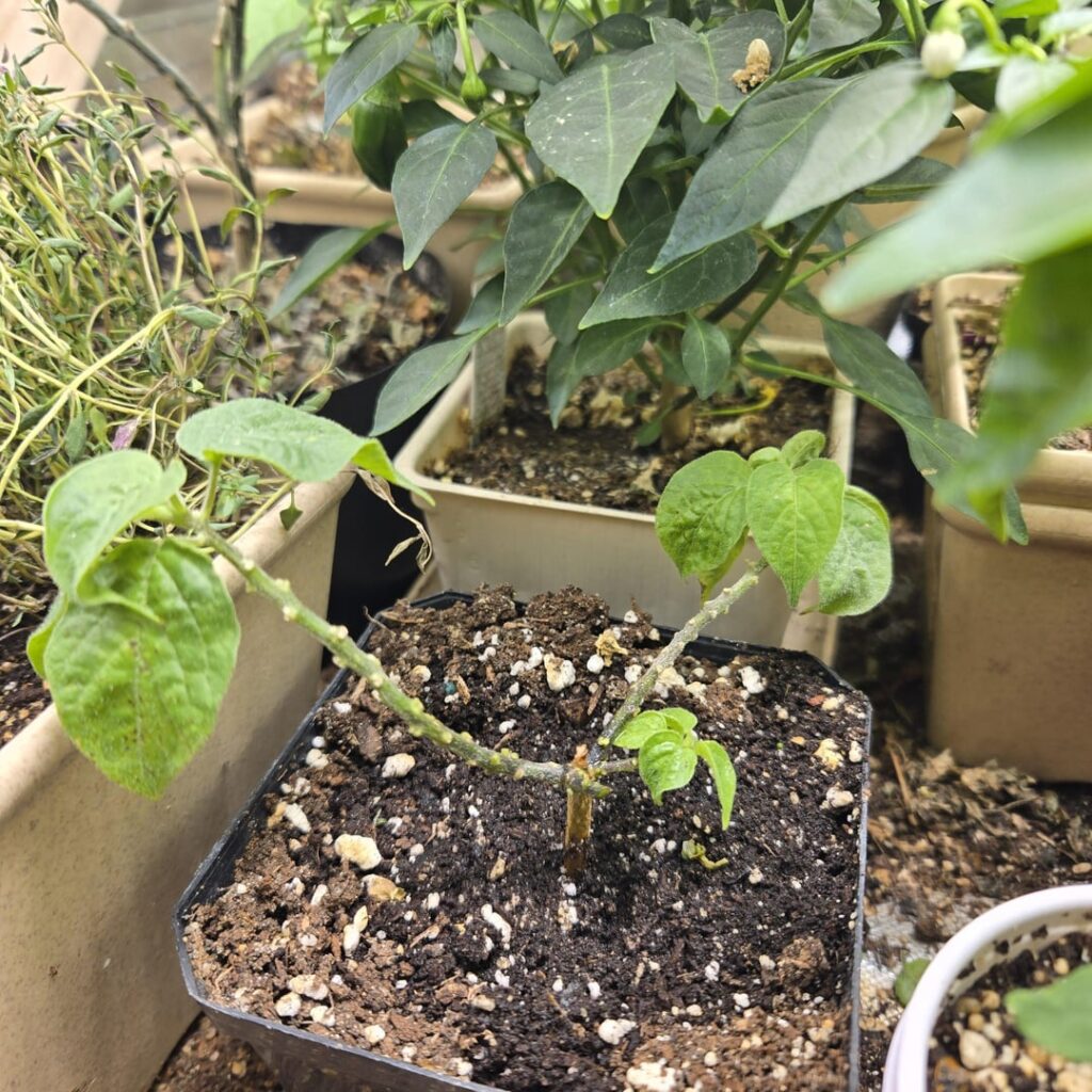 First time graft (Capsicum Praetermissum) First time graft (Capsicum Praetermissum)
