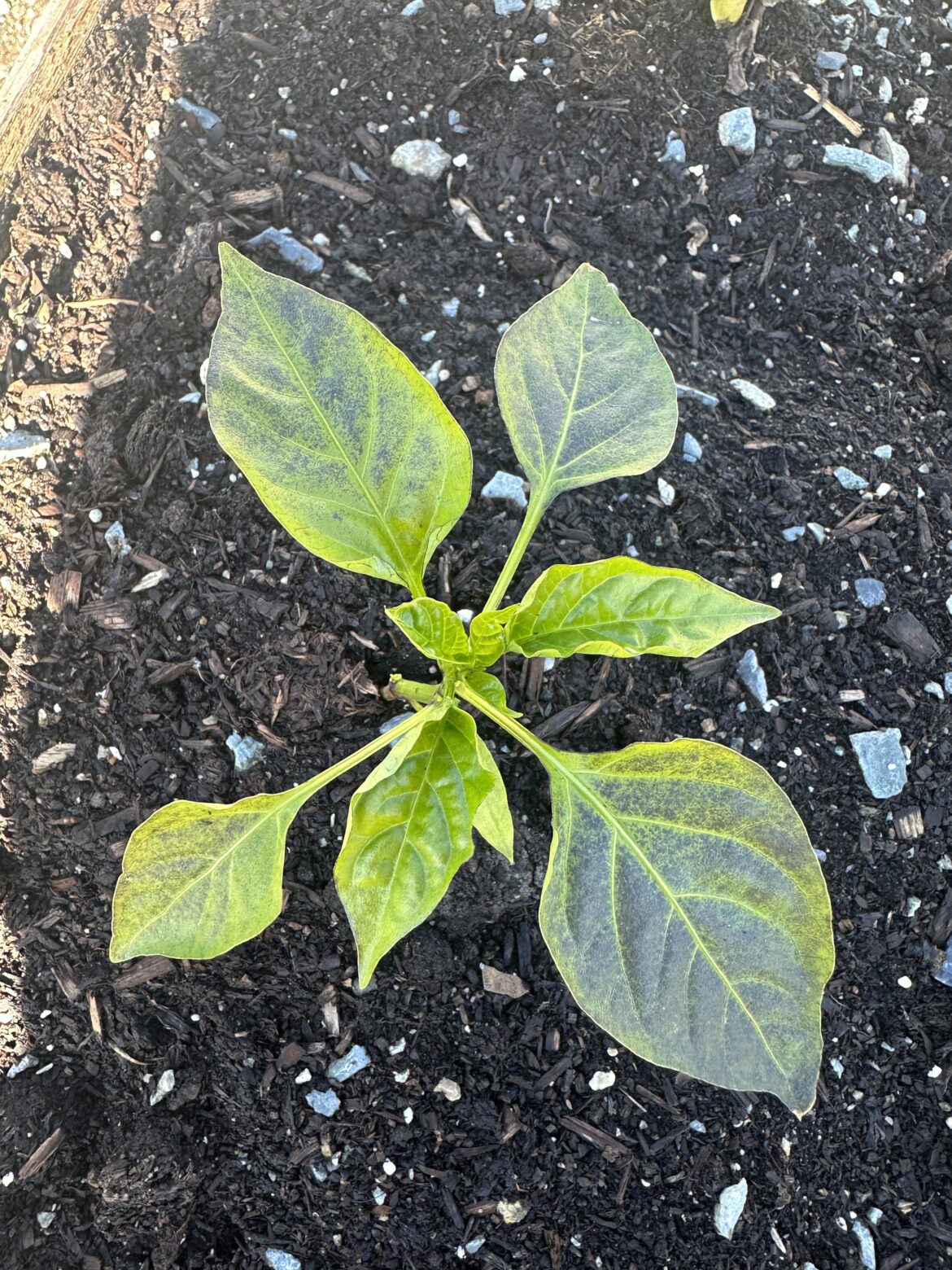 Leaves are turning black… is this normal or a disease?