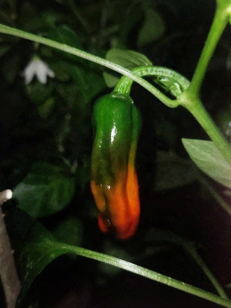 Are Shishitos truly 50-200 SHU?