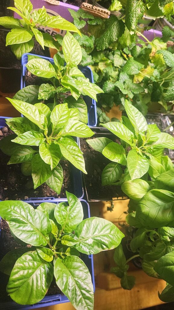 hardening off this year has been a marathon