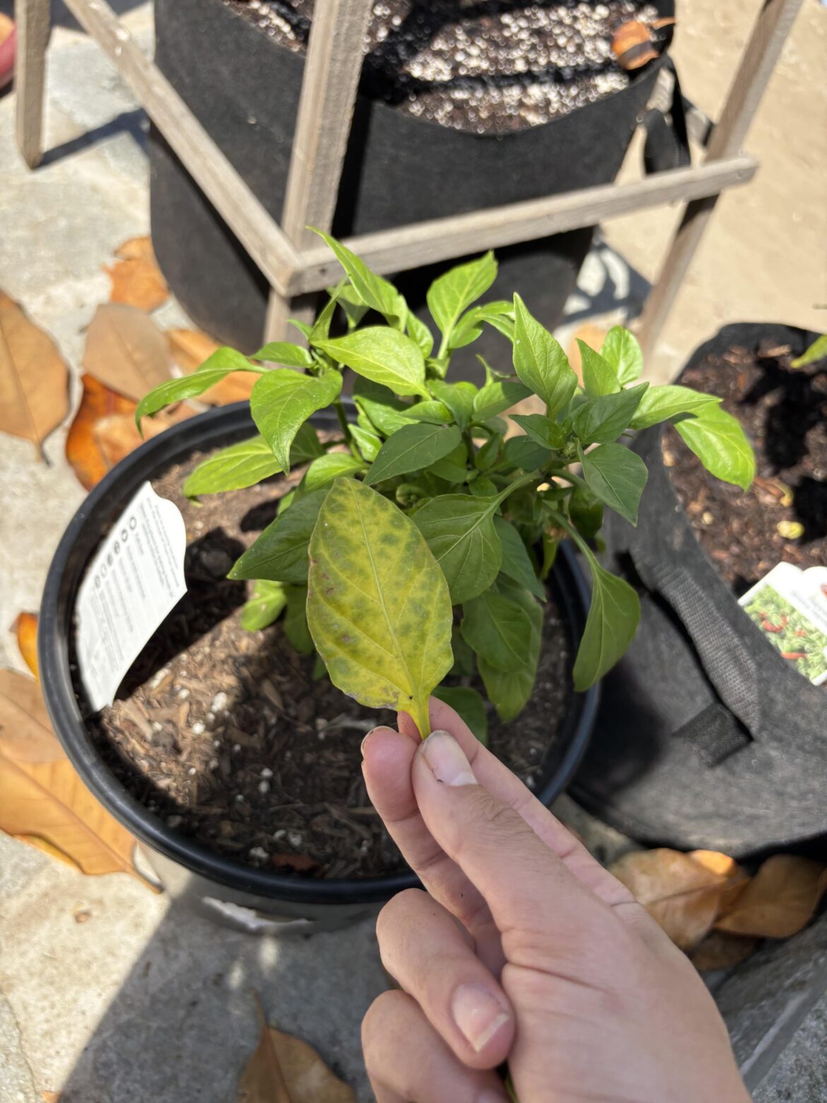 Mini bell pepper leaves starting to turn wonky