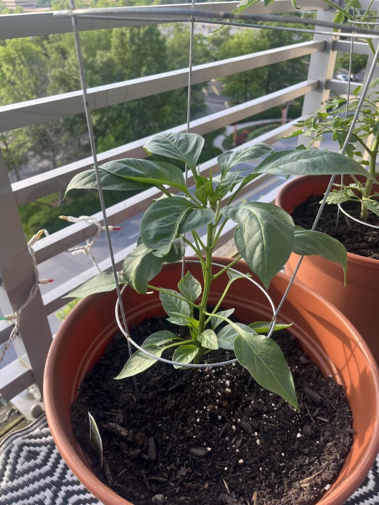 Pepper Plant Week 2