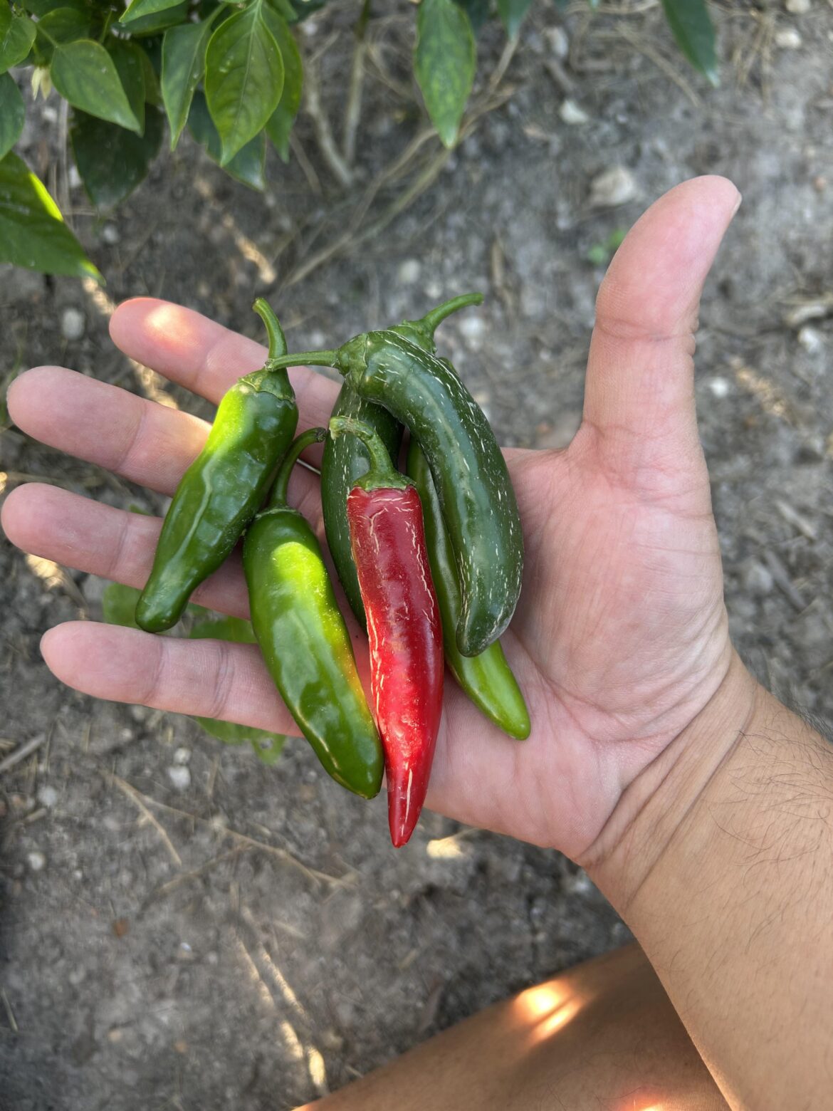 First harvest