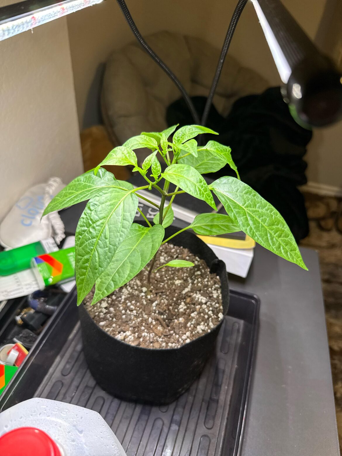 Where should I top my plant? Almost two months in