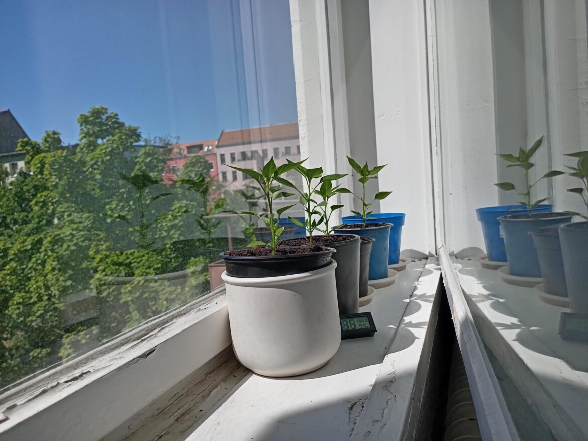 My tiny apartment comes with a greenhouse for the babies
