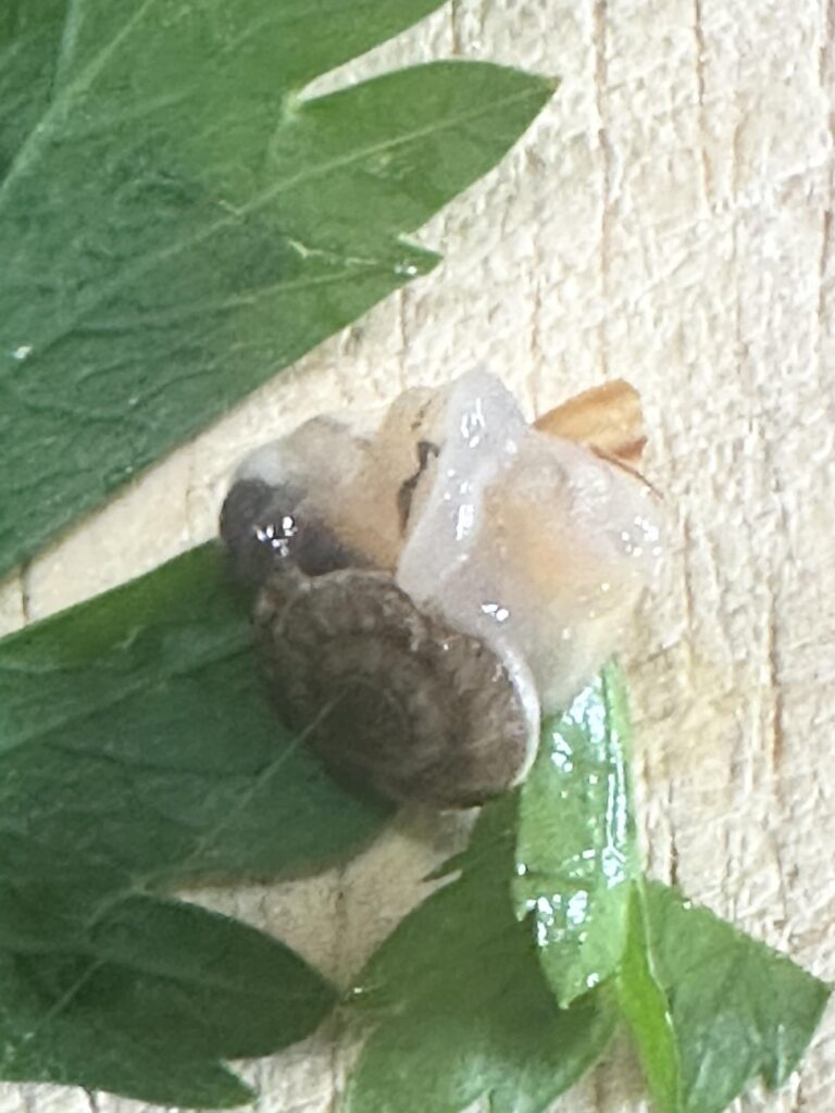 Does this look fresh ?? Hello Fresh ?