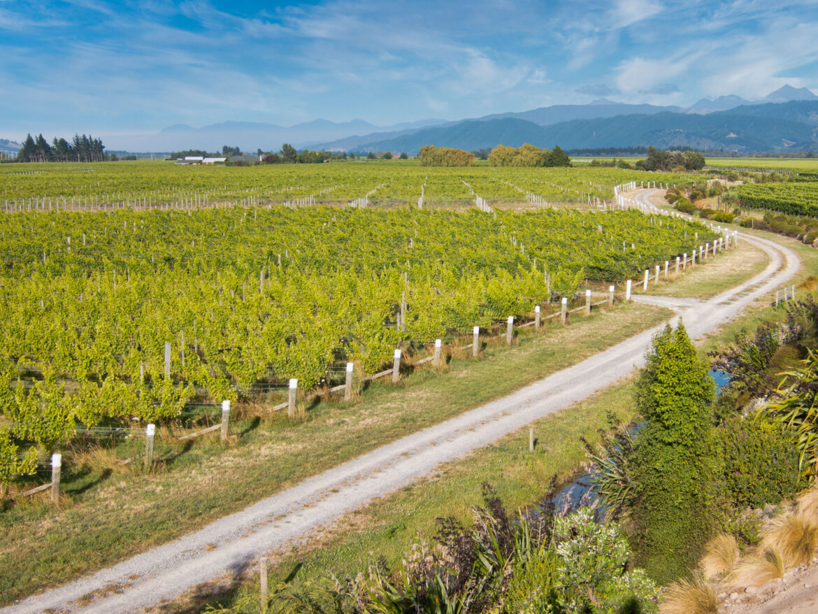 Tasting the Appellation Marlborough Collection : Vinography