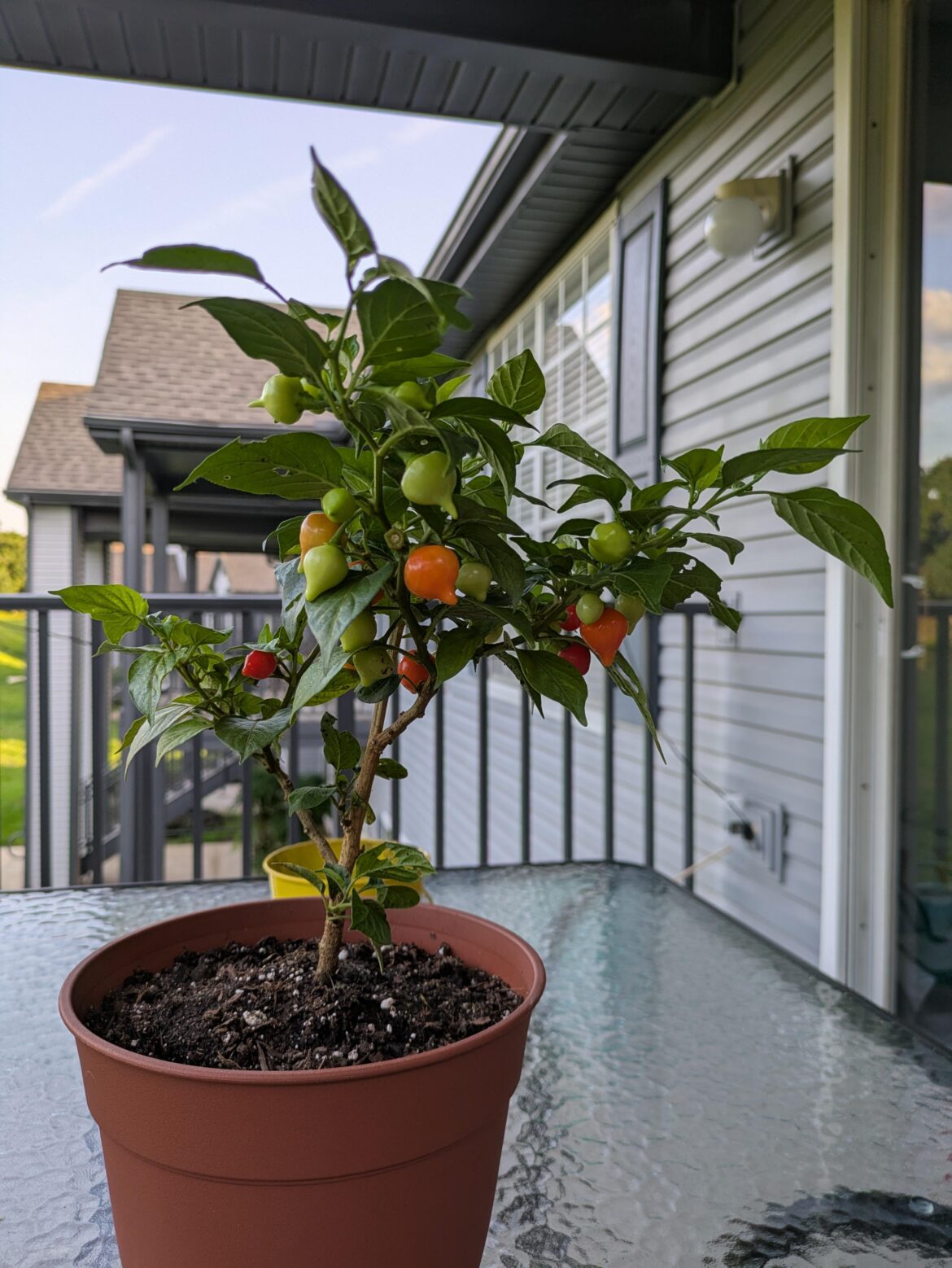 Unidentifiable Pepper