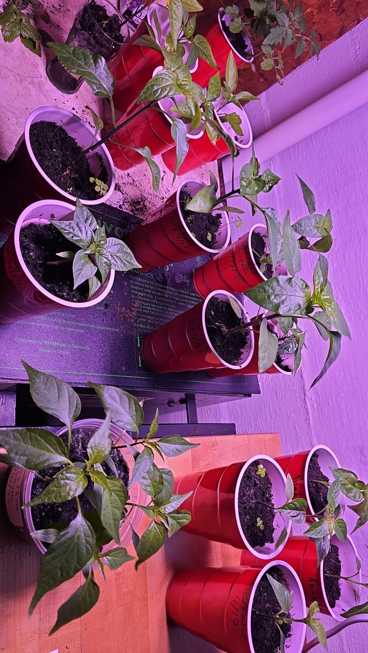 If I kept these pepper plants in small pots so they don't grow too tall and can stay inside. Will they still produce a enough peppers to eat a couple a week?