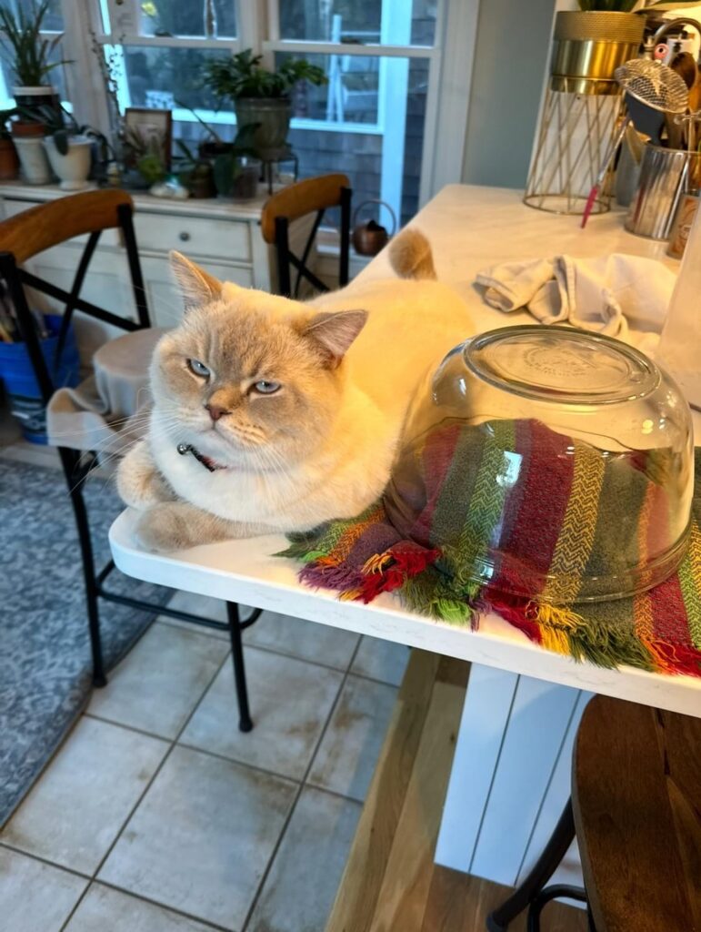 Clearly not happy when he’s told to get off the counter and stop messing with the dough
