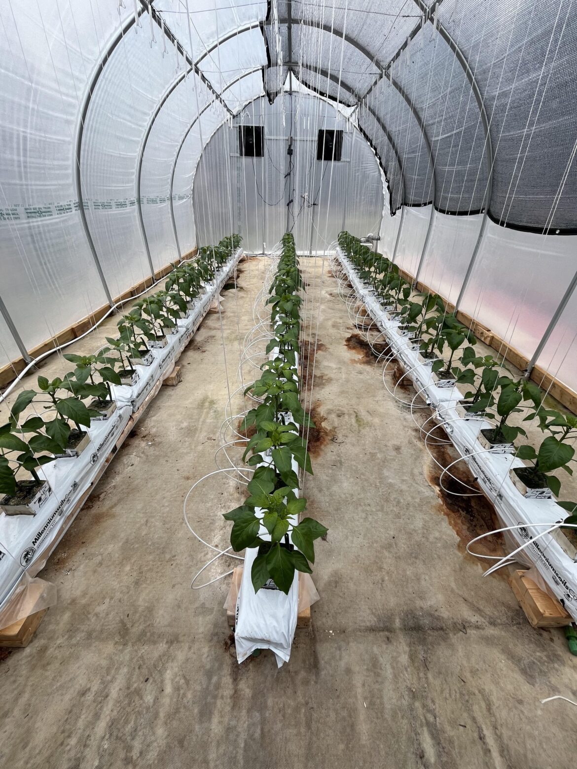 Hydroponic Bell Peppers