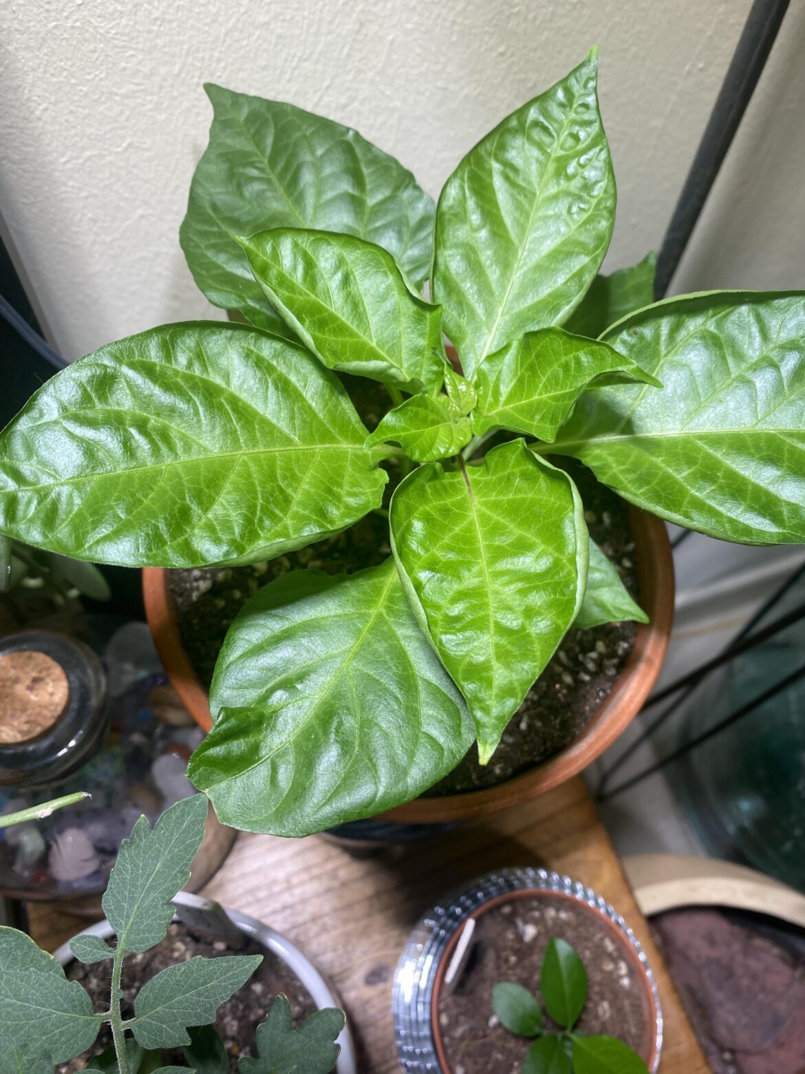 Why is bro curling ?