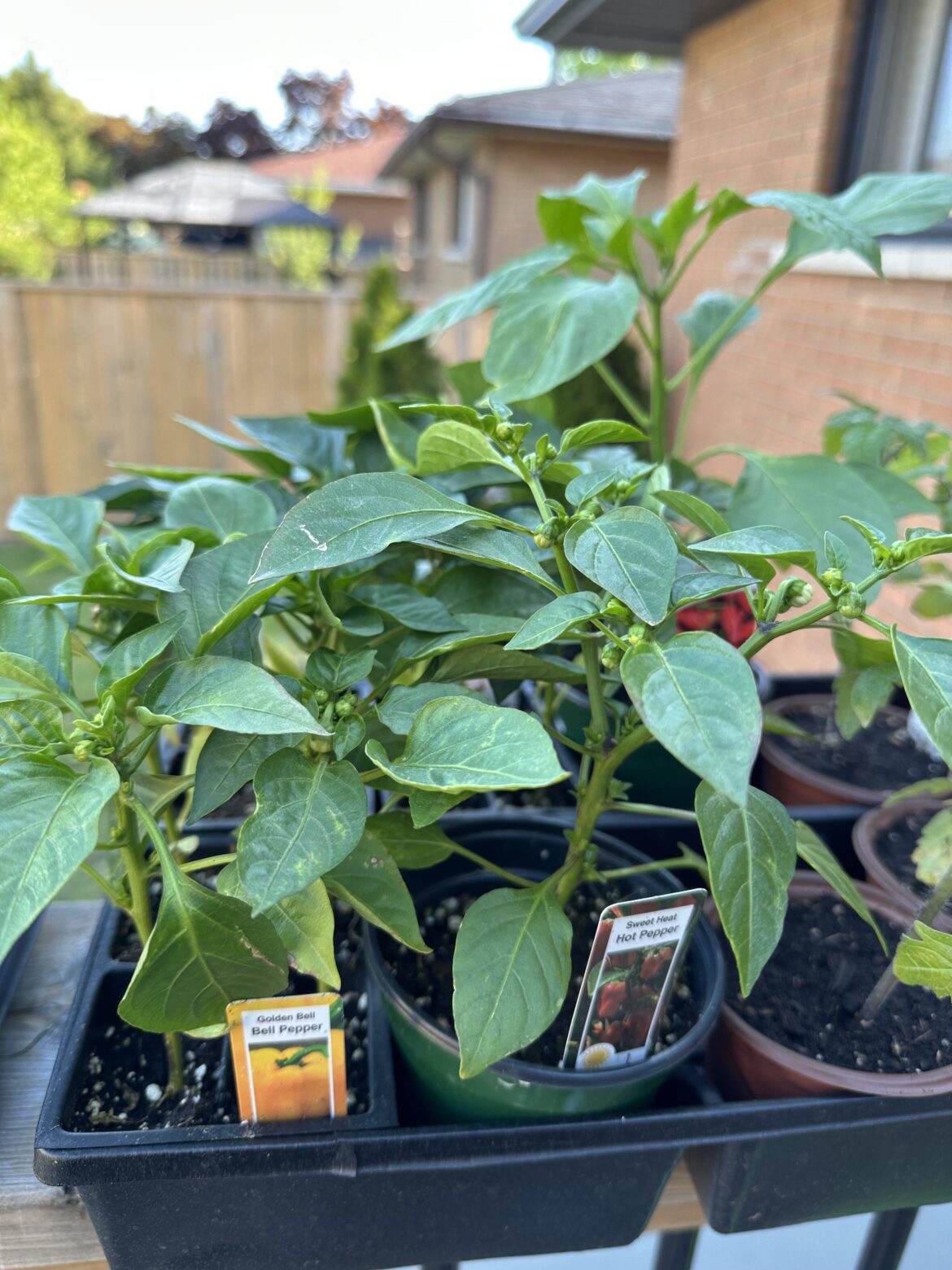 Do I remove the buds on my bell peppers?