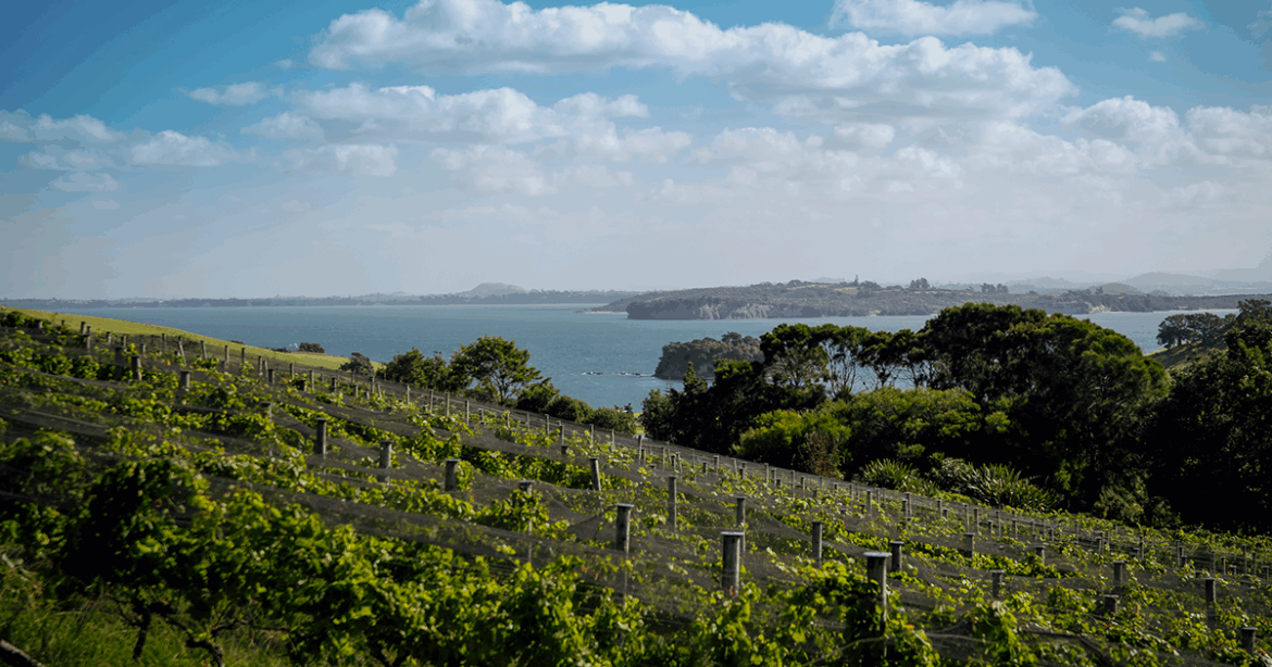 North Island in New Zealand wines and wineries