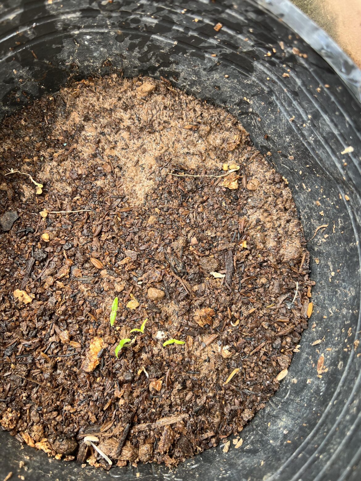 I never succeed germinating Carolina reaper in soil, only in coconut husk. it was a heavy rain storm last night and the seed are finally spouted.