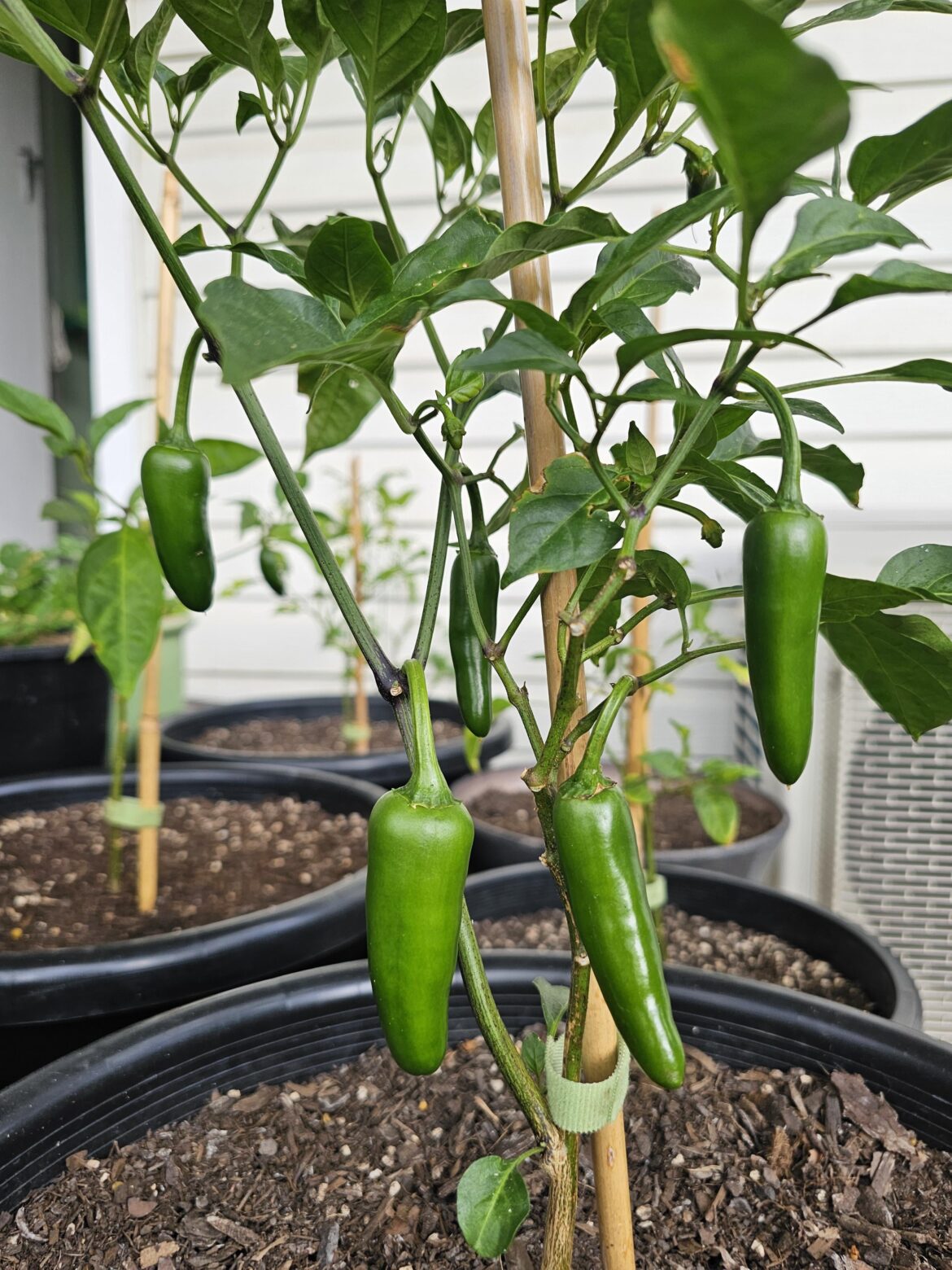 Some Jalapeño's beefing up. 🌱