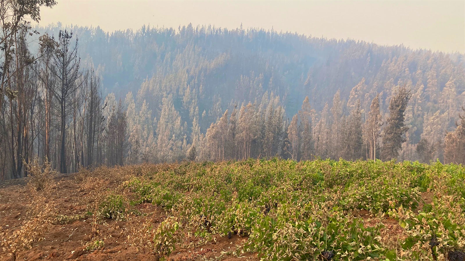 Chile wildfires] 
