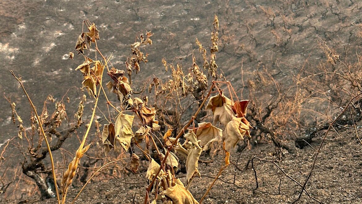 More Than One Million Acres Burn in Chilean Wine Regions More Than One Million Acres Burn in Chilean Wine Regions