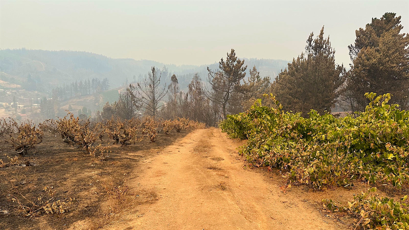 Chile wildfires] 