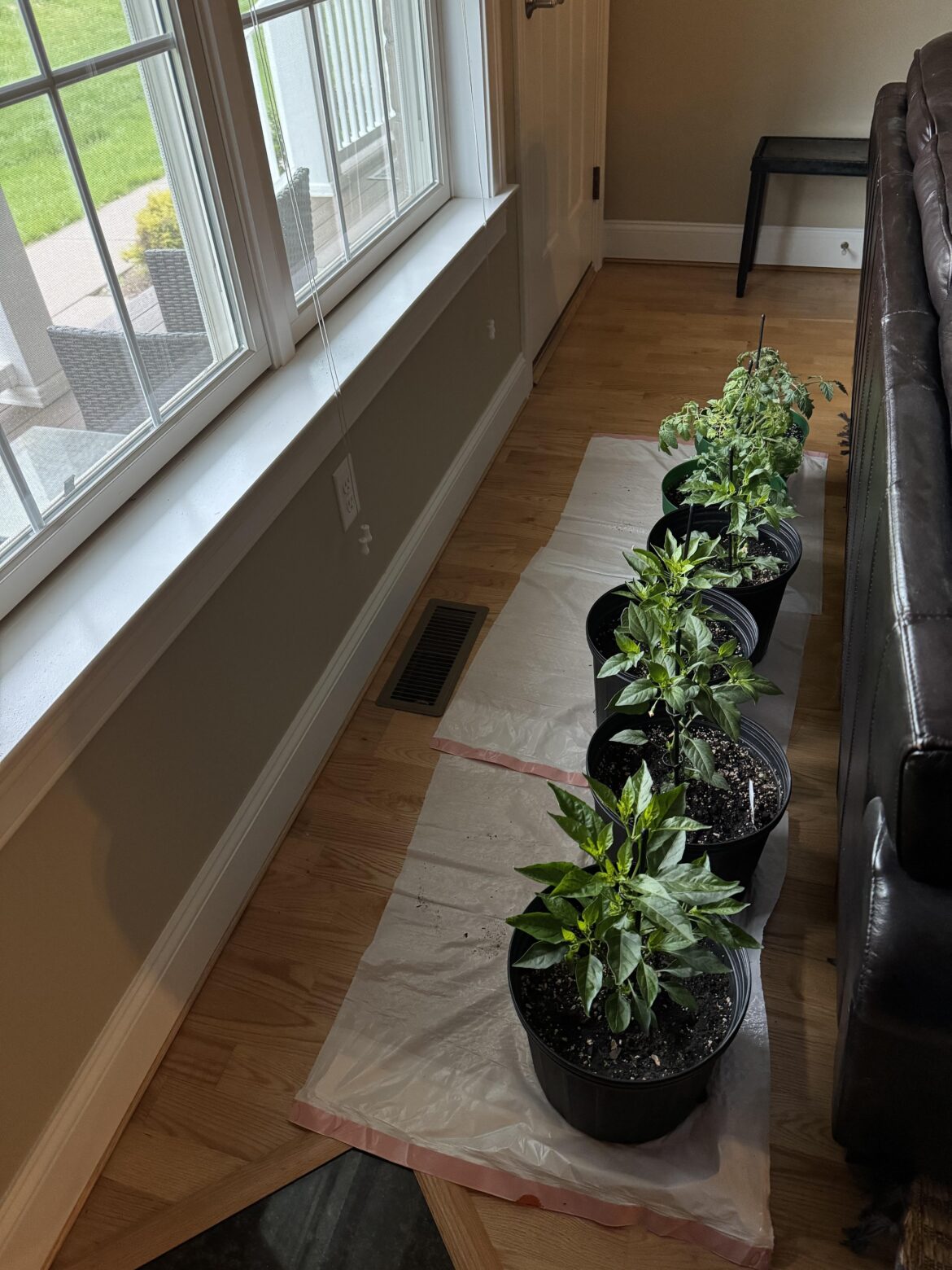 New to Peppers- How to deal with a cold front?