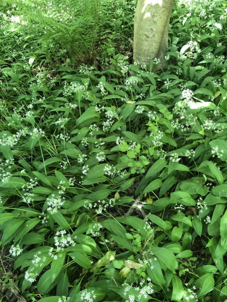 Homemade wild garlic pesto.