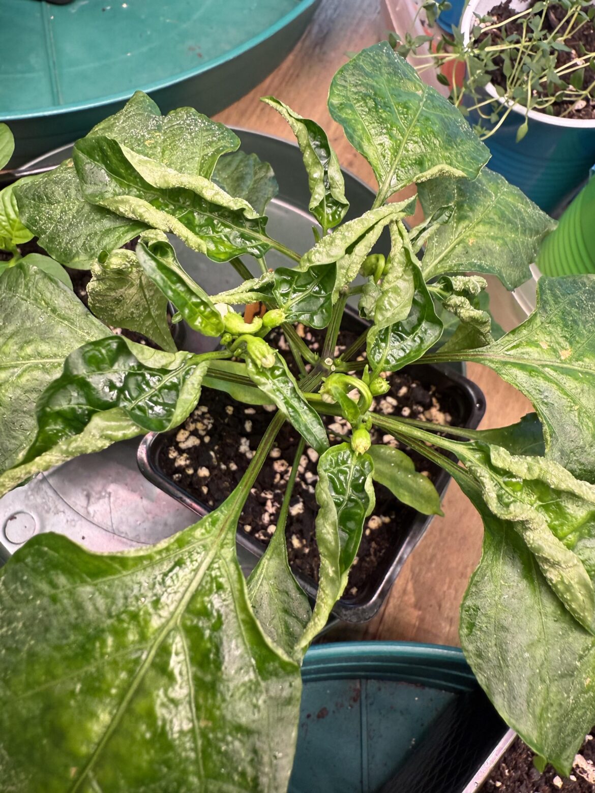 Whatever is the matter with these pepper leaves? Under grow lights.