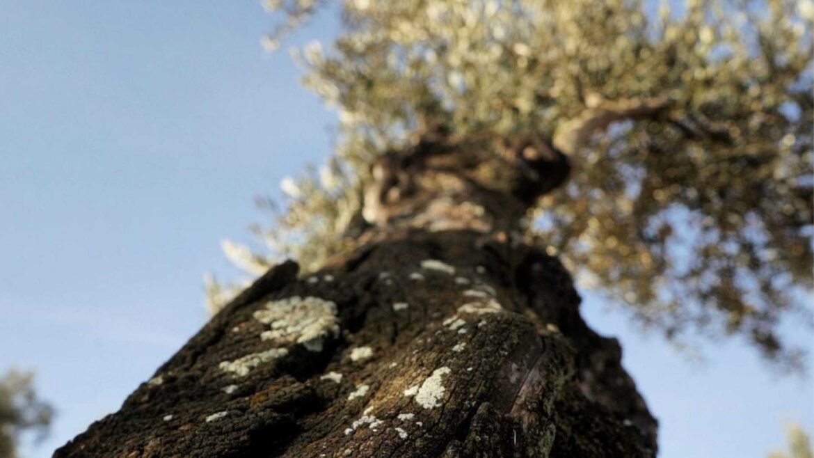 Pairing Premium Extra Virgin Olive Oils in New Ways at Pierre Gagnaire’s ‘Reflets’ Pairing Premium Extra Virgin Olive Oils in New Ways at Pierre Gagnaire's 'Reflets'